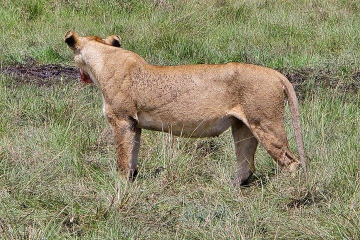 マーラ平原からツァボ国立公園までのワイルドライフサファリ8日間