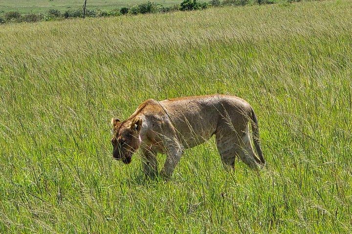マーラ平原からツァボ国立公園までのワイルドライフサファリ8日間