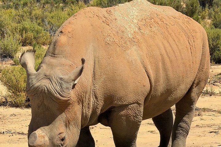 ランチ付きアクイラ動物保護区でのビッグ5サファリ体験
