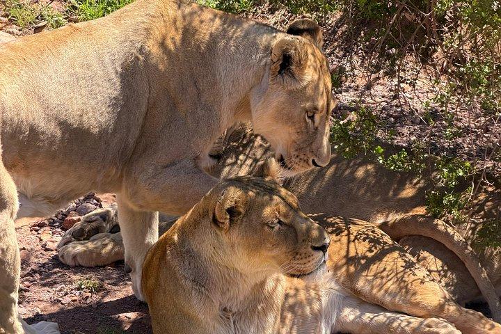 ランチ付きアクイラ動物保護区でのビッグ5サファリ体験