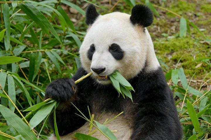 神秘的な中国、カンフー、パンダなど12日間のツアーを発見しよう