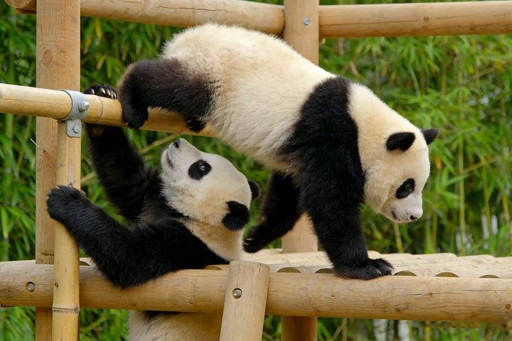 神秘的な中国、カンフー、パンダなど12日間のツアーを発見しよう
