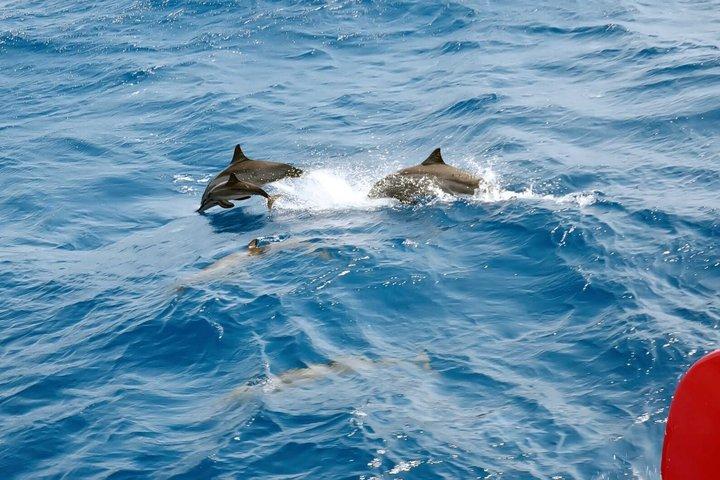 Dolphin House VIP-Schnorchelbootsausflug mit Mittagessen Hurghada