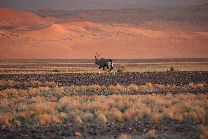 スワコプムントからの3日間Sossusvlei Express収容サファリ
