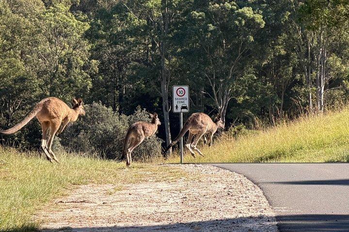 ワイルドカンガルーと行くサウスコーストプライベートツアー-送迎
