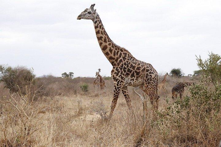 2 - デイタイタヒルズ野生動物保護区＆ツァボイーストサファリ-モンバサ