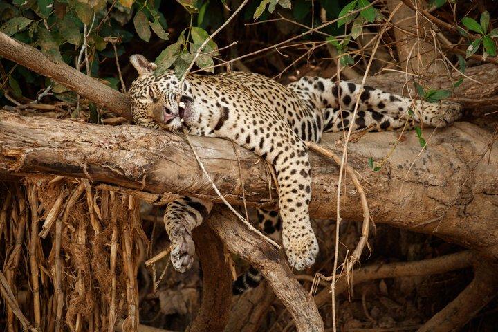 Udaipur: Jawai Leopard Safari, Kumbhalgarh, Ranakpur Temple Tour