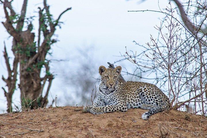 ウダイプル：ジャワヒョウサファリ、クンバルガル、ラナクプル寺院ツアー