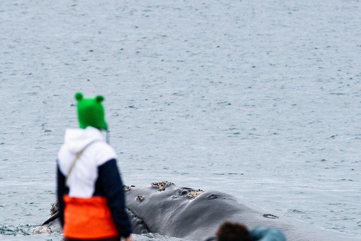 プエルトマドリンでクジラだけを見る1日定期ツアー