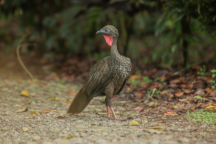 アレナル自然遊歩道でのナマケモノとサルを観察するガイド付きツアー