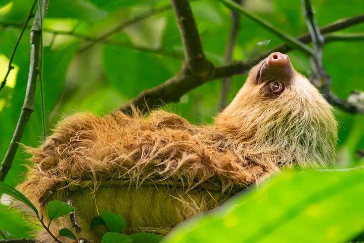 Geführte Tour zu Faultieren und Affen im Arenal-Naturpfad