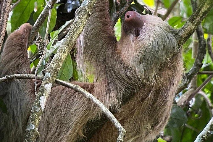 アレナル自然遊歩道でのナマケモノとサルを観察するガイド付きツアー