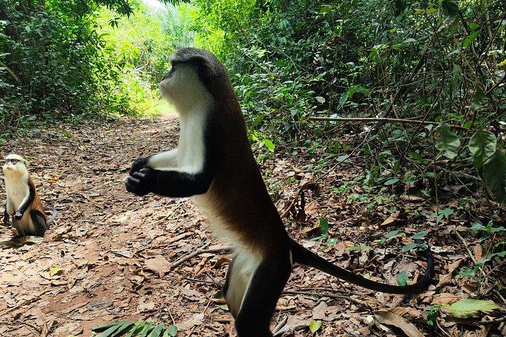 2 days Volta Monkey Sanctuary & Kente weaving experience