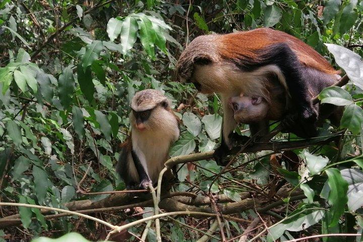 2 días Volta Monkey Sanctuary & Kente tejiendo experiencia