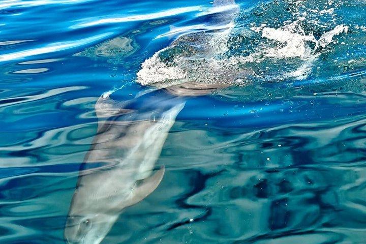 Hvalsafari med snorkling og fiskeri i Puerto Jiménez