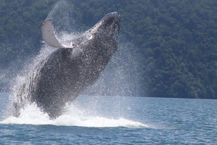 Hvalsafari med snorkling og fiskeri i Puerto Jiménez