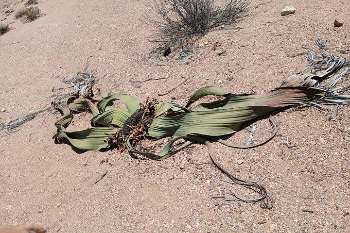 Moon Landscape and Welwitschia Guided Tour