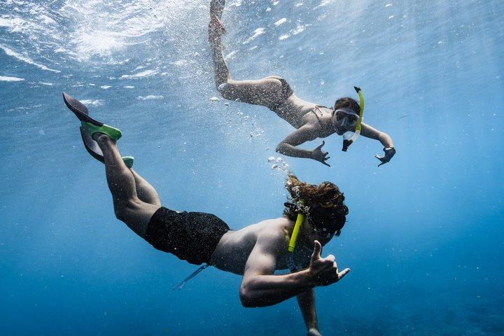 Hoteller i nærheden af Waikiki Turtle Canyon Snorkel Turtles