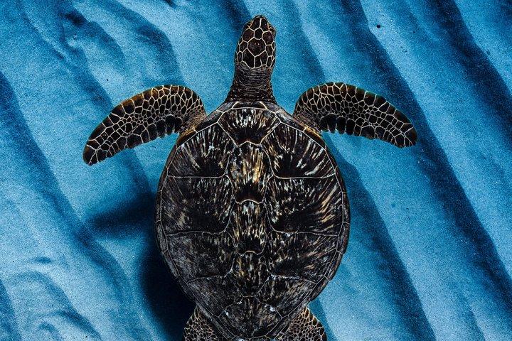 Hoteller i nærheden af Waikiki Turtle Canyon Snorkel Turtles
