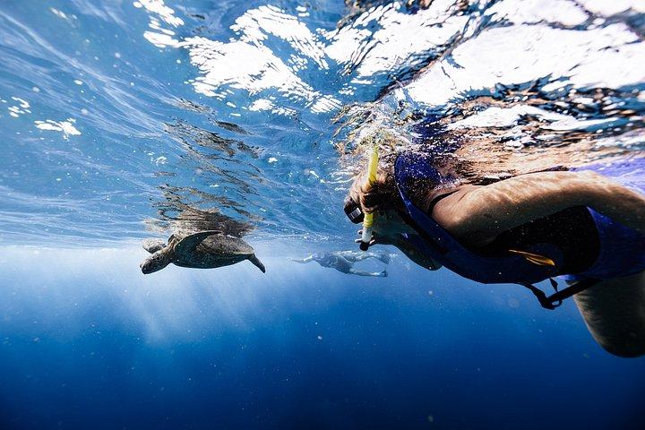 Hoteller i nærheden af Waikiki Turtle Canyon Snorkel Turtles