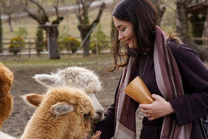 Alpaca Farm & Old Lahij Excursão de um dia