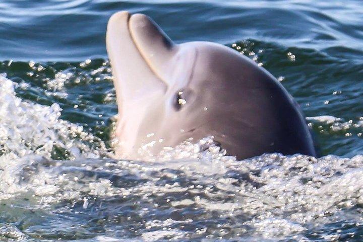 Croisière en dauphins partagée à Pensacola Beach | Frisky Mermaid