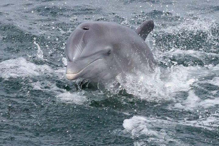Croisière en dauphins partagée à Pensacola Beach | Frisky Mermaid