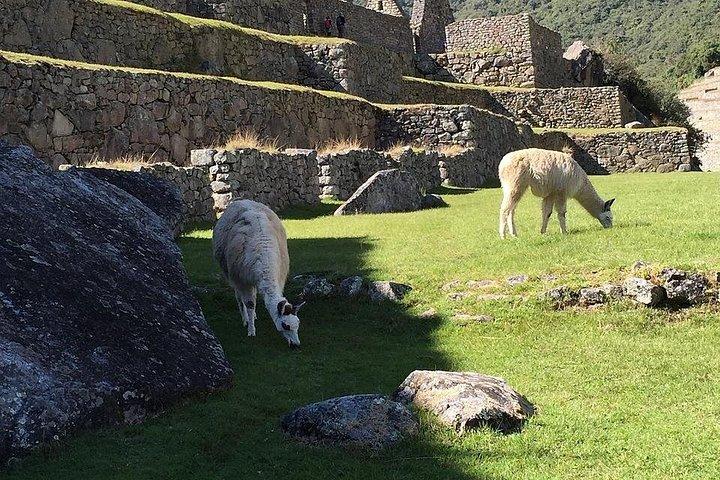 アグアス・カリエンテス発マチュピチュ遺跡ガイドツアー（入場料込み）