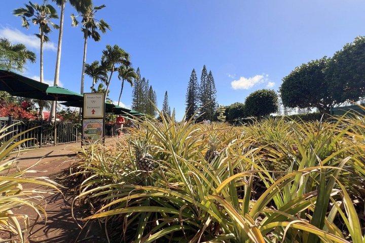 Oahu: Dole Plantation and Ko Hana Distillery with Rum Tasting