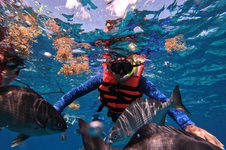 コスメル島のエル・シエロビーチでのシュノーケリングツアー（グループ参加）