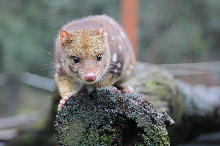 Tour giornaliero di alimentazione del diavolo della Tasmania di 1 ora a Cradle Mountain