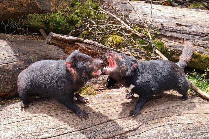 Tour giornaliero di alimentazione del diavolo della Tasmania di 1 ora a Cradle Mountain