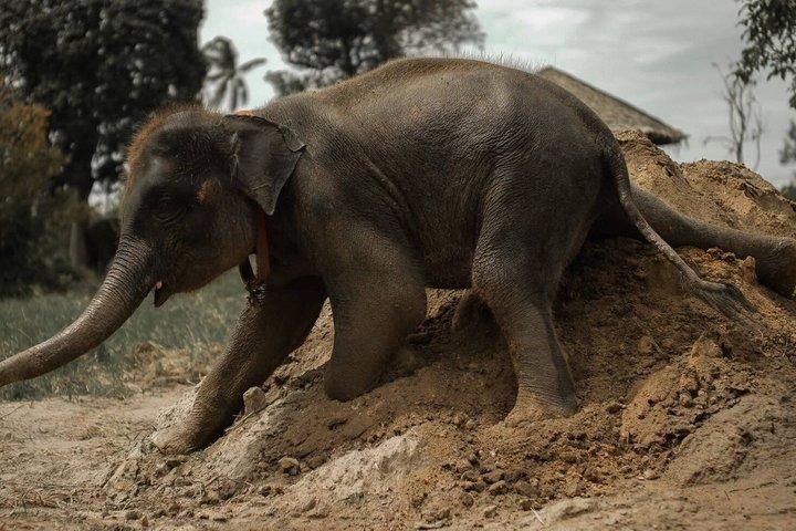 Samui : Elephant Jungle experience & The First Elephant Museum