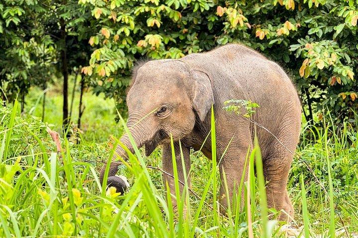 Samui : Elefantendschungel erleben & Das erste Elefantenmuseum