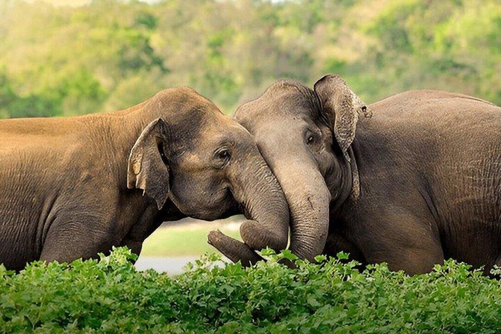 Privat tur fra Hiriketiya til Ella med Udawalawe Safari