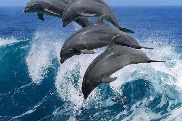 ムネンバ島,スパイス農園とジョザニの森