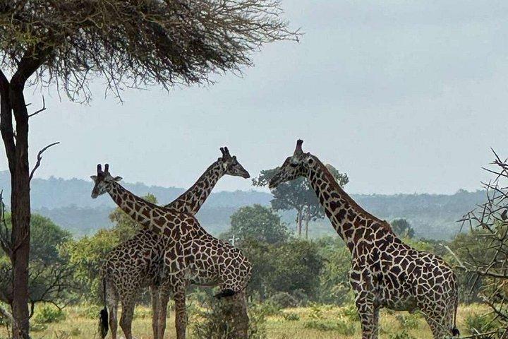 ザンジバル発ミクミ国立公園ウィットSGR2泊3日