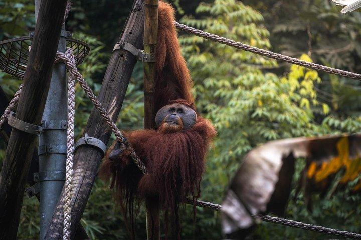 Tagestour durch den Orang-Utan-Hafen