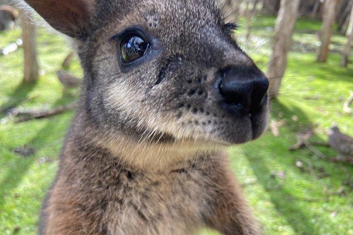 メルボルン発少人数グループ フィリップ島午後の日帰り旅行