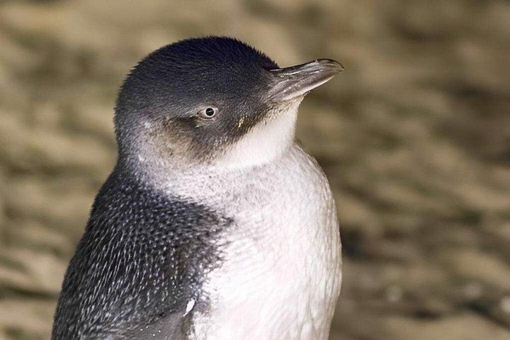 メルボルン発少人数グループ フィリップ島午後の日帰り旅行