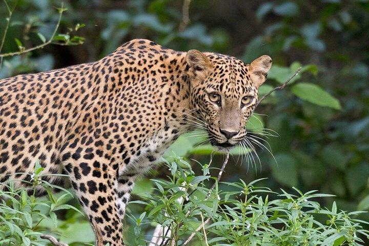Yala National Park Safari fra Unawatuna