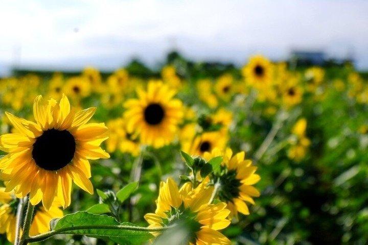 Sunflower Fields Day Trip med Peach Picking fra Tokyo
