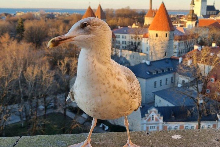 タリン旧市街プライベートウォーキングツアーラッシュ体験なし