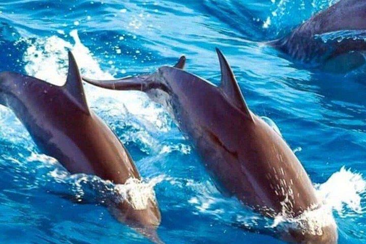 ムネンバ島,スパイス農園とジョザニの森
