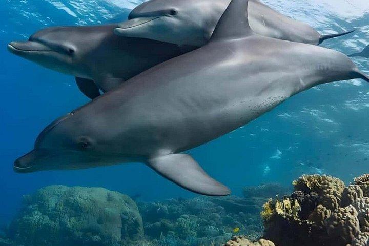 ムネンバ島,スパイス農園とジョザニの森