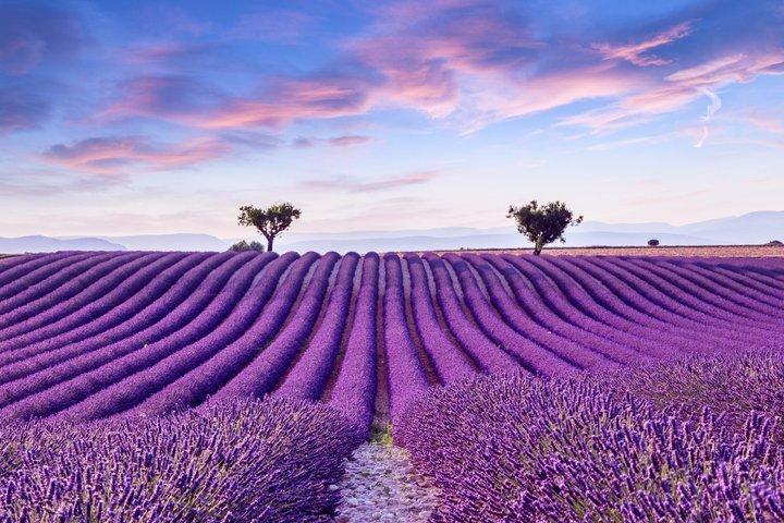 Excursión a los Campos de Lavanda en Brihuega desde Madrid