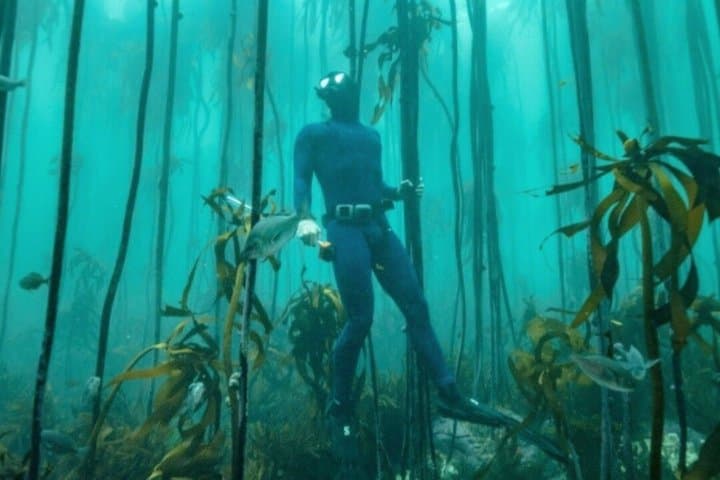 Privately Guided Snorkelling the African Sea Forest, Simonstown