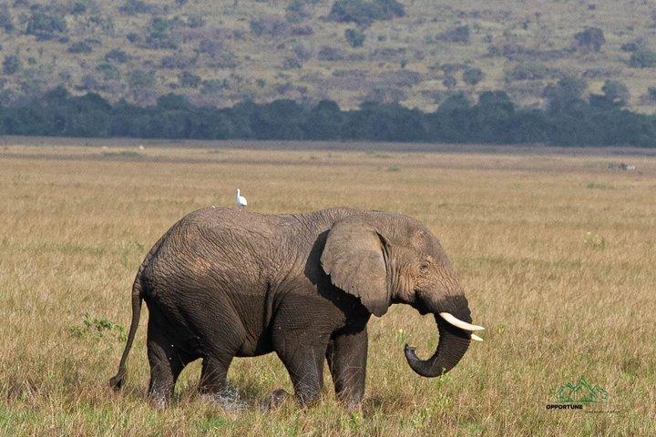 1 dagstur til Akagera National Park