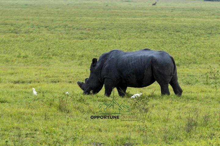 1 dagstur til Akagera National Park