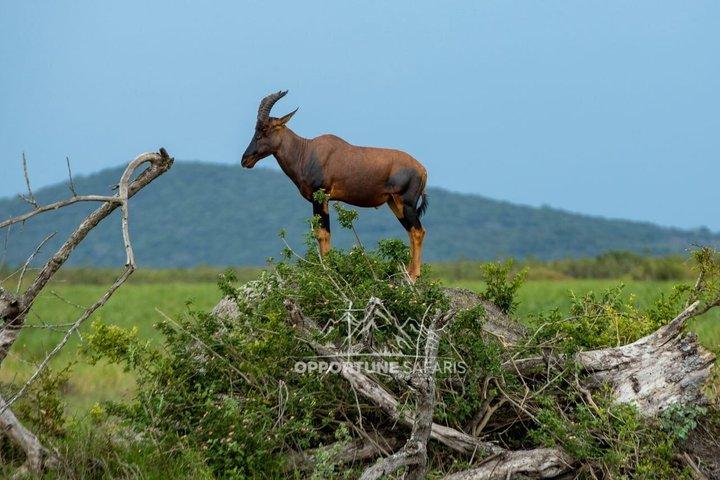 1 dagstur til Akagera National Park